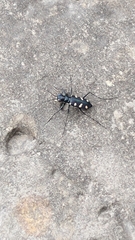 Cosmodela batesi