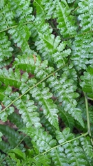 Diplazium kawakamii