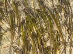 Cymodocea nodosa