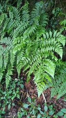 Diplazium kawakamii
