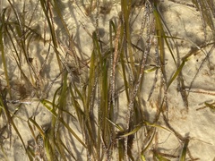 Cymodocea nodosa
