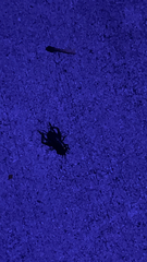 Gryllus pennsylvanicus