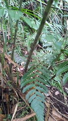 Diplazium laxifrons