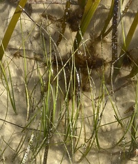 Halodule wrightii
