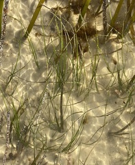 Halodule wrightii
