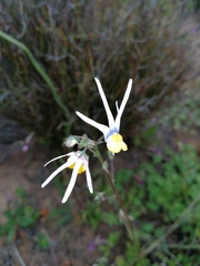 Nemesia cheiranthus
