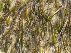 Cymodocea nodosa