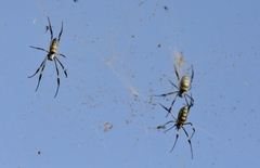 Trichonephila senegalensis