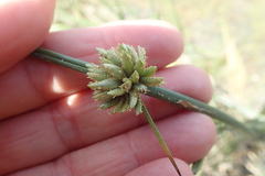 Cyperus laevigatus