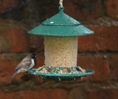 Spermestes cucullata