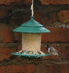 Spermestes cucullata