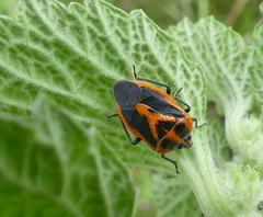 Agonoscelis rutila