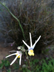 Nemesia cheiranthus