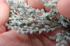 Seriphium plumosum