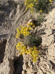 Senecio warnockii