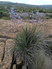 Aristea inaequalis