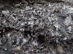Umbilicaria havaasii