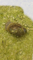 Lymnaeoidea
