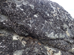 Umbilicaria havaasii