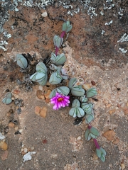 Braunsia maximilianii