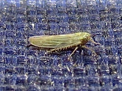 Macrosteles quadrilineatus