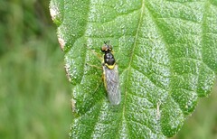 Acanthasargus