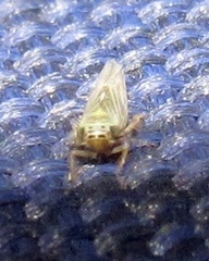 Macrosteles quadrilineatus