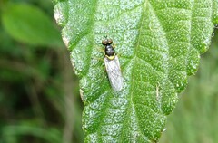 Acanthasargus