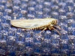 Macrosteles quadrilineatus