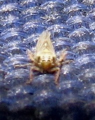 Macrosteles quadrilineatus