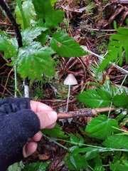 Mycena capillaripes