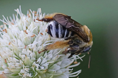 Melissodes comptoides