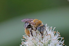 Melissodes comptoides