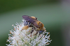 Melissodes comptoides