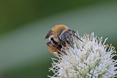 Melissodes comptoides