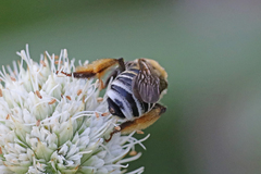 Melissodes comptoides