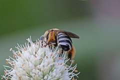 Melissodes comptoides