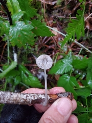 Mycena capillaripes