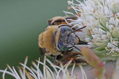 Melissodes comptoides