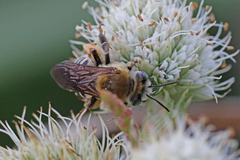 Melissodes comptoides