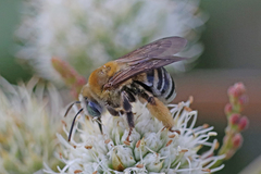 Melissodes comptoides