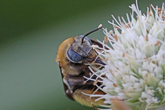 Melissodes comptoides