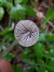 Mycena capillaripes