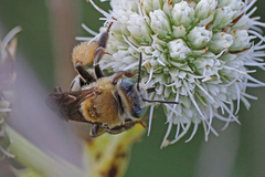 Melissodes comptoides