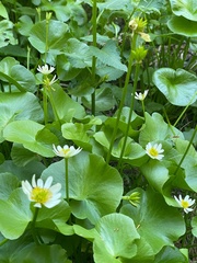 Caltha biflora