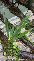 Lepisorus thunbergianus