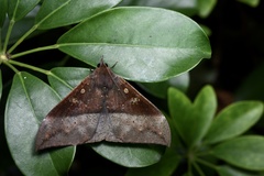 Ischyja manlia