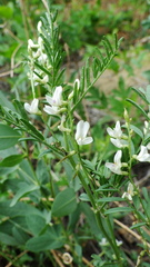 Astragalus tenellus