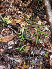 Pterostylis agathicola