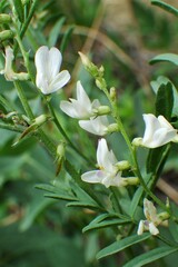 Astragalus tenellus